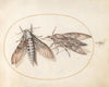 Plate 26; Two Hawk Moths (1575-1590)