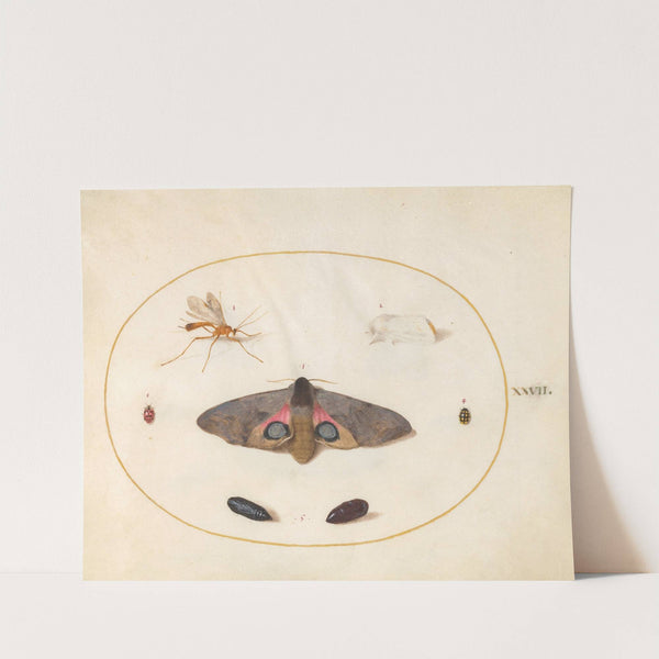 Plate 27; An Eyed Hawk-Moth, Two Chyrsalides, and Other Insects (1575-1590) by Joris Hoefnagel