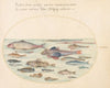Plate 27; Blennies, Scorpion Fish, and Other Fish (1575-1590)
