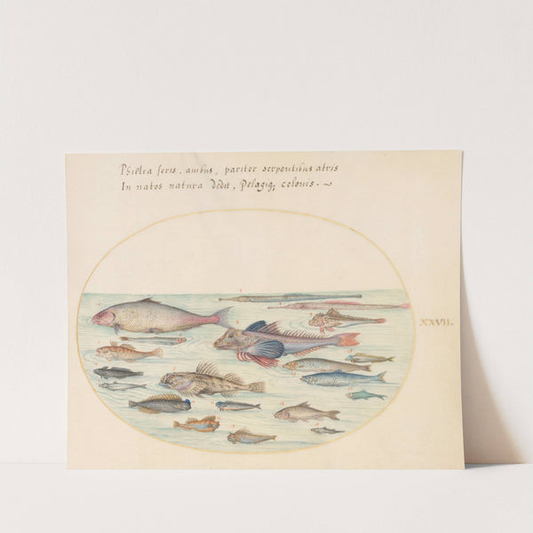 Plate 27; Blennies, Scorpion Fish, and Other Fish (1575-1590) by Joris Hoefnagel