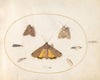 Plate 28; Eight Moths, Including a Large Yellow Underwing and Grey Dagger (1575-1590)