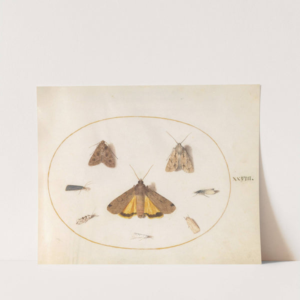 Plate 28; Eight Moths, Including a Large Yellow Underwing and Grey Dagger (1575-1590) by Joris Hoefnagel