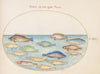 Plate 28; Sea Bream and Other Fish (1575-1590)