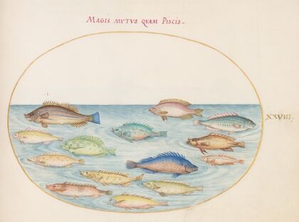 Plate 28; Sea Bream and Other Fish (1575-1590)
