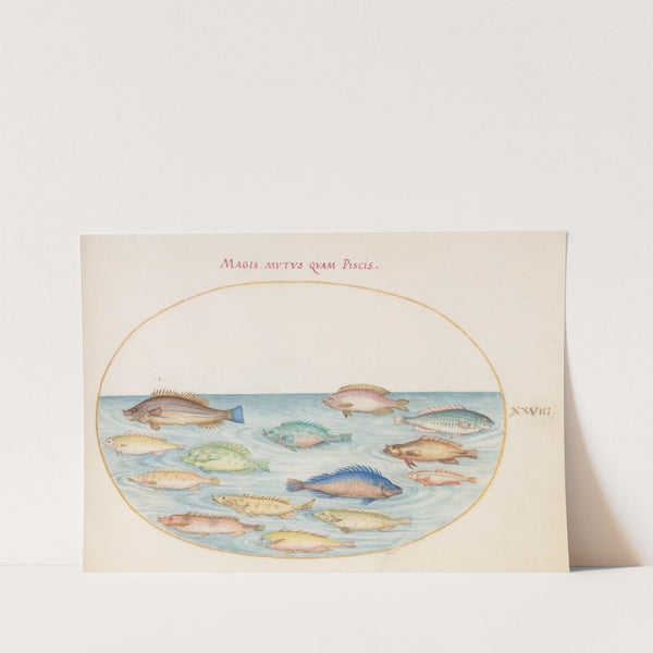 Plate 28; Sea Bream and Other Fish (1575-1590) by Joris Hoefnagel