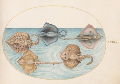Plate 29; Homelyn Ray and Four Other Rays or Skates (1575-1590)