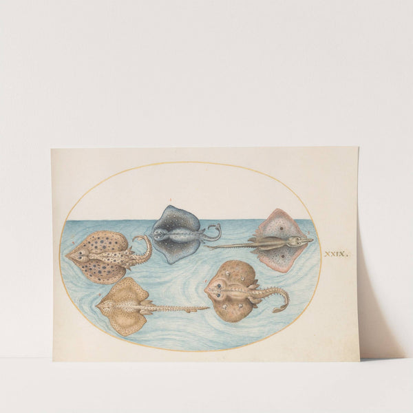 Plate 29; Homelyn Ray and Four Other Rays or Skates (1575-1590) by Joris Hoefnagel