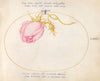 Plate 29; Pink Rose and Rosebud (1575-1590)