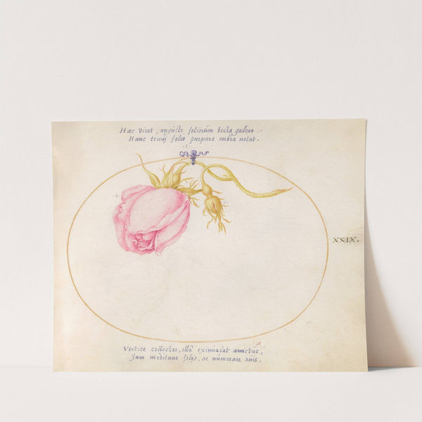 Plate 29; Pink Rose and Rosebud (1575-1590) by Joris Hoefnagel