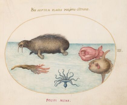 Plate 3; A Walrus, a Nine-Legged Octopus, and Ocean Sunfish (1575-1590)