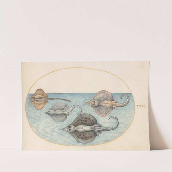 Plate 30; Four Rays (1575-1590) by Joris Hoefnagel