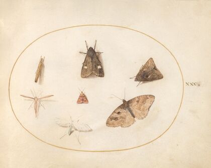 Plate 30; Seven Moths (1575-1590)