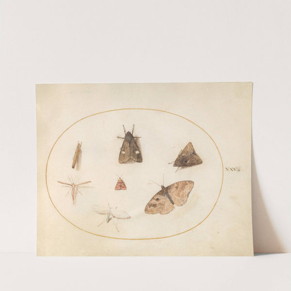 Plate 30; Seven Moths (1575-1590) by Joris Hoefnagel