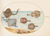 Plate 31; Marbled Electric Ray with Other Skates or Rays, Shells, and a Mollusk in Its Shell (1575-1590)