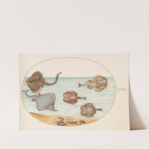 Plate 31; Marbled Electric Ray with Other Skates or Rays, Shells, and a Mollusk in Its Shell (1575-1590) by Joris Hoefnagel