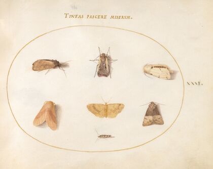Plate 31; Seven Moths (1575-1590)