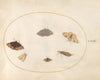 Plate 32; Six Moths (1575-1590)