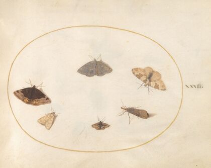 Plate 32; Six Moths (1575-1590)