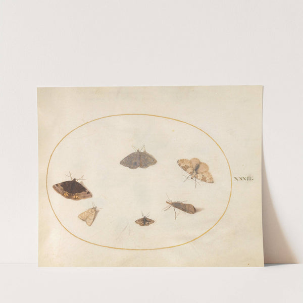 Plate 32; Six Moths (1575-1590) by Joris Hoefnagel