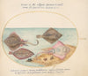 Plate 32; Skates with an Egg Case and Two Flat Fish (1575-1590)