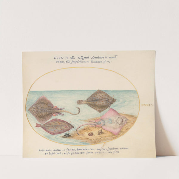 Plate 32; Skates with an Egg Case and Two Flat Fish (1575-1590) by Joris Hoefnagel