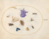 Plate 33; Moth and Butterfly with other Insects and a Columbine Flower (1575-1590)