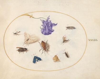 Plate 33; Moth and Butterfly with other Insects and a Columbine Flower (1575-1590)