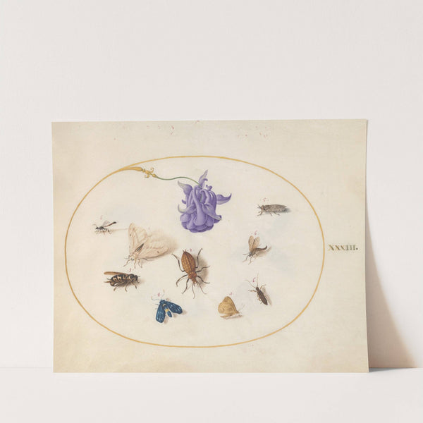 Plate 33; Moth and Butterfly with other Insects and a Columbine Flower (1575-1590) by Joris Hoefnagel