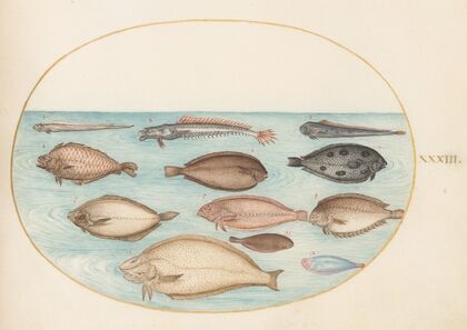 Plate 33; Sole and Other Flatfish with Bandfish (1575-1590)