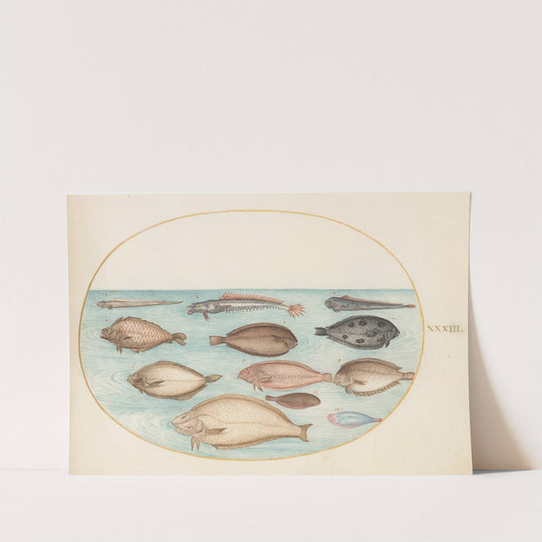 Plate 33; Sole and Other Flatfish with Bandfish (1575-1590) by Joris Hoefnagel