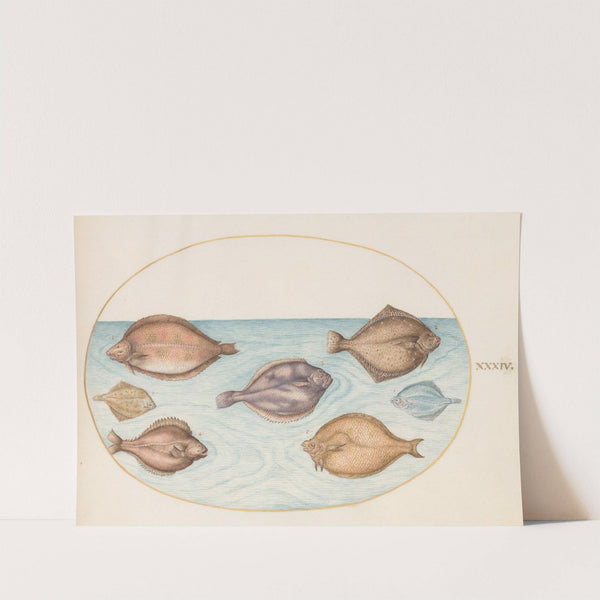 Plate 34; Seven Flatfish (1575-1590) by Joris Hoefnagel