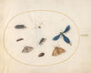 Plate 34; Two Moths with a Spider, a Caterpillar, a Damselfly, and Other Insects (1575-1590)