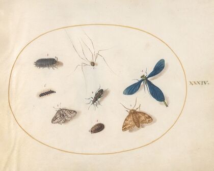 Plate 34; Two Moths with a Spider, a Caterpillar, a Damselfly, and Other Insects (1575-1590)