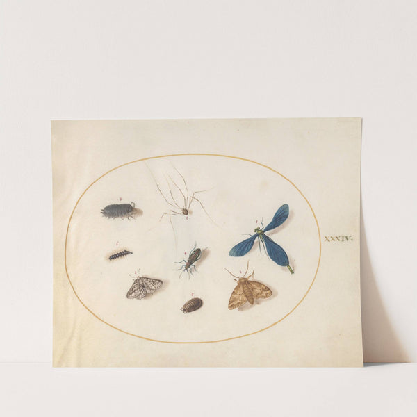 Plate 34; Two Moths with a Spider, a Caterpillar, a Damselfly, and Other Insects (1575-1590) by Joris Hoefnagel