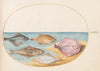 Plate 35; The Undersides of Turbot and Other Flat Fish (1575-1590)