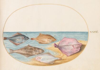 Plate 35; The Undersides of Turbot and Other Flat Fish (1575-1590)