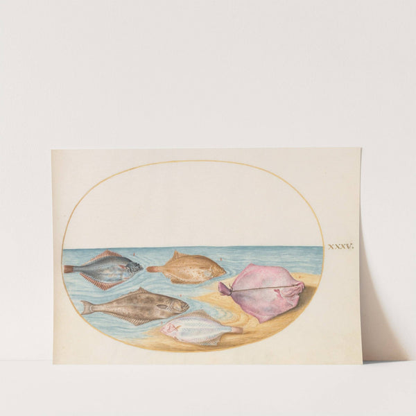 Plate 35; The Undersides of Turbot and Other Flat Fish (1575-1590) by Joris Hoefnagel