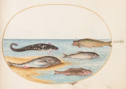Plate 36; Five Fish, Including Carp (1575-1590)