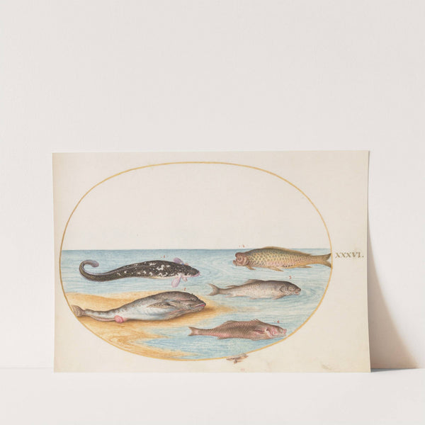 Plate 36; Five Fish, Including Carp (1575-1590) by Joris Hoefnagel