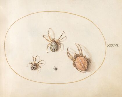 Plate 36; Three Large Spiders and One Small Spider (1575-1590)