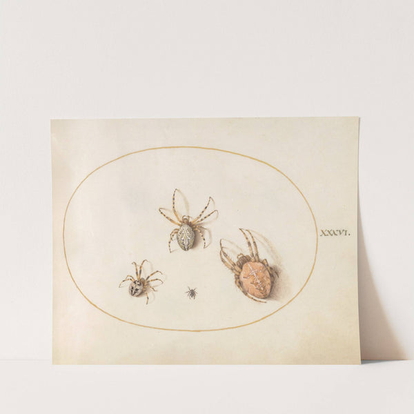 Plate 36; Three Large Spiders and One Small Spider (1575-1590) by Joris Hoefnagel