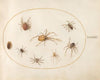 Plate 37; Seven Spiders and an Insect (1575-1590)