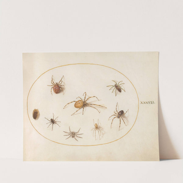Plate 37; Seven Spiders and an Insect (1575-1590) by Joris Hoefnagel