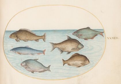 Plate 37; Six Fish, Including Carp (1575-1590)