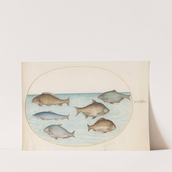 Plate 37; Six Fish, Including Carp (1575-1590) by Joris Hoefnagel