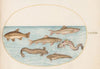 Plate 38; Burbot, Rockling, and Other Fish (1575-1590)