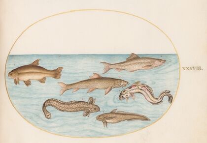 Plate 38; Burbot, Rockling, and Other Fish (1575-1590)