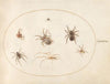 Plate 38; Seven Spiders (1575-1590)