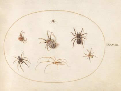 Plate 38; Seven Spiders (1575-1590)