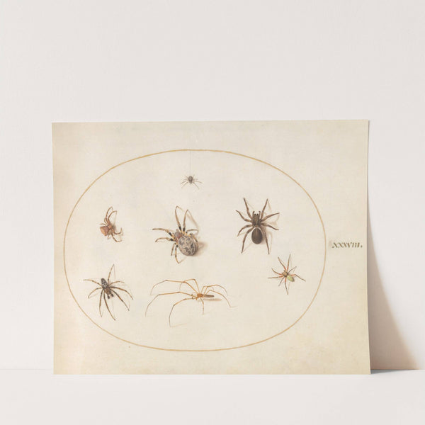 Plate 38; Seven Spiders (1575-1590) by Joris Hoefnagel